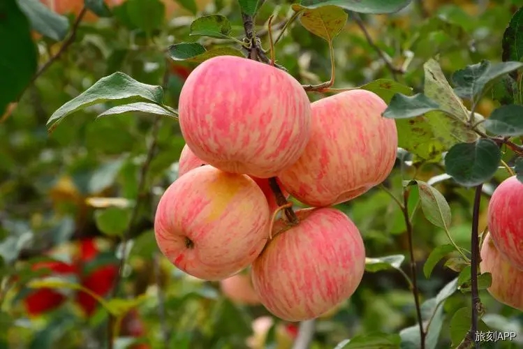 p04.webp.jpg